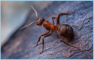 Чем потравить муравьев на огороде самостоятельно - фото