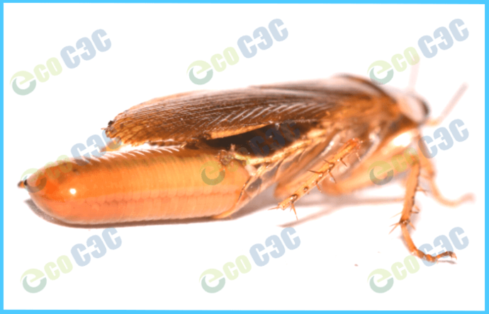 Как быстро размножаются тараканы - фото