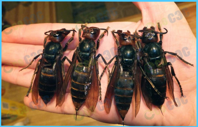 Шершни-убийцы: смертелен ли укус насекомых - фото