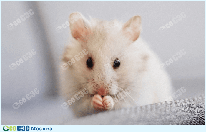 Фото-обработка от мышей