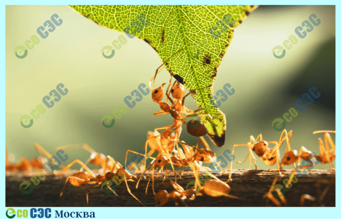Фото-садовые муравьи на участке