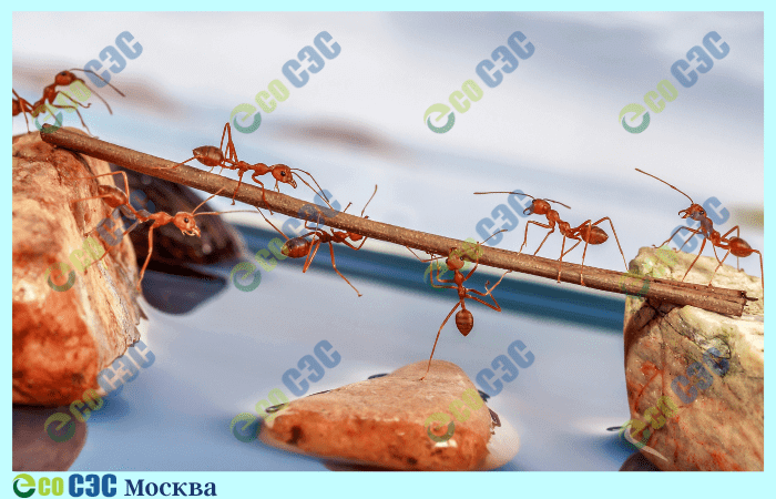 Фото-лесные муравьи