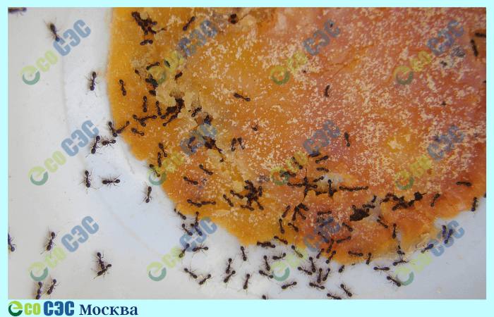 Фото-мелкие рыжие муравьи в квартире