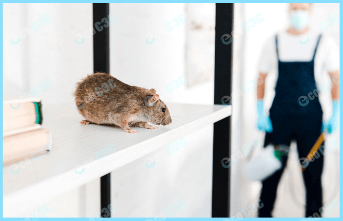 Фото-служба по борьбе с крысами
