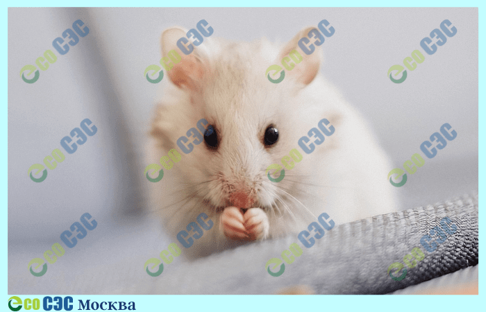 Фото-мышь в квартире