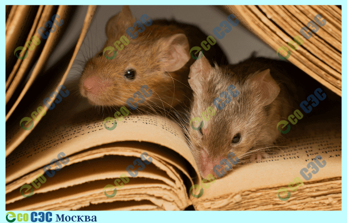 Фото-мыши в квартире