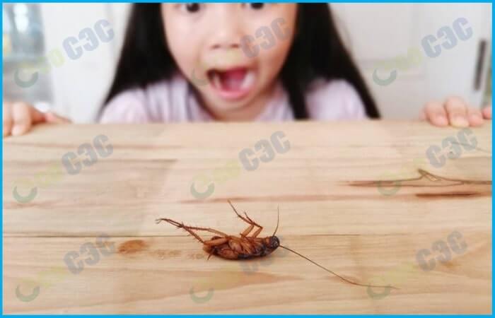 Фото-как вывести тараканов